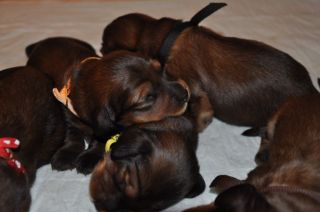 jamniki szczeni�ta